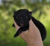 Washington , a male Pomeranian for sale in Redding, CA – Photo 7 of 9