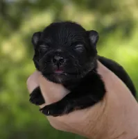 Washington , a male Pomeranian for sale in Redding, CA – Photo 6 of 9