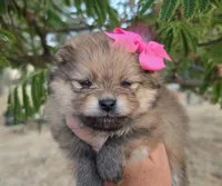 Memory , a female Pomeranian for sale in Redding, CA – 3 of 8