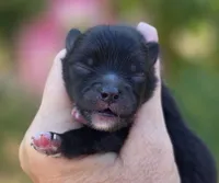 Mona Lisa , a female Pomeranian for sale in Redding, CA – 4 of 9