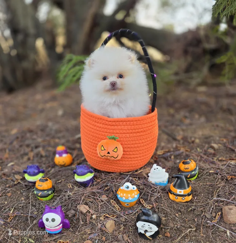 Prodigal Son Beaver AKC  – Pomeranian puppy for sale in Redding, CA