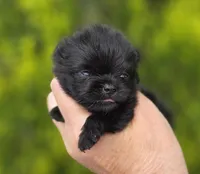 Itty Bitty , a female Pomeranian for sale in Redding, CA – Photo 4 of 7