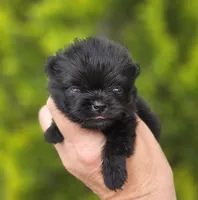 Itty Bitty , a female Pomeranian for sale in Redding, CA – Photo 2 of 7