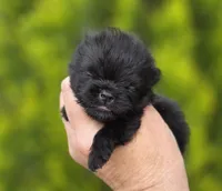 Itty Bitty , a female Pomeranian for sale in Redding, CA – Photo 7 of 7