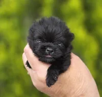 Itty Bitty , a female Pomeranian for sale in Redding, CA – Photo 1 of 7