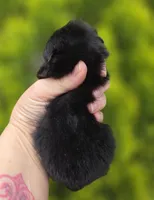 Itty Bitty , a female Pomeranian for sale in Redding, CA – Photo 5 of 7