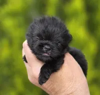 Itty Bitty , a female Pomeranian for sale in Redding, CA – Photo 6 of 7