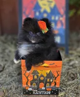 Mona Lisa AKC Full, a female Pomeranian for sale in Redding, CA – 3 of 9