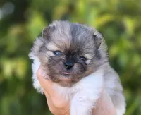Bentley Blue eyes, a male Pomeranian for sale in Redding, CA – 4 of 10