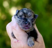 Afogoto AKC , a male Pomeranian for sale in Redding, CA – 6 of 10