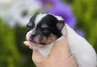 Rumor , a female Pomeranian for sale in Redding, CA – Photo 5 of 10