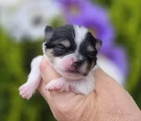 Rumor , a female Pomeranian for sale in Redding, CA – Photo 3 of 10