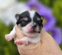 Rumor , a female Pomeranian for sale in Redding, CA – Photo 7 of 10