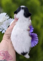 Rumor , a female Pomeranian for sale in Redding, CA – Photo 9 of 10