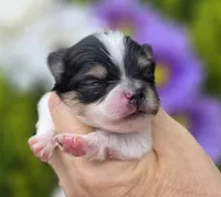 Rumor , a female Pomeranian for sale in Redding, CA – Photo 6 of 10