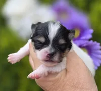 Rumor , a female Pomeranian for sale in Redding, CA – Photo 8 of 10