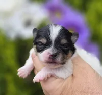 Rumor , a female Pomeranian for sale in Redding, CA – Photo 4 of 10