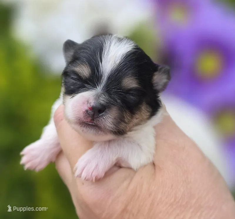 Rumor , a female Pomeranian for sale in Redding, CA – Photo 1 of 10
