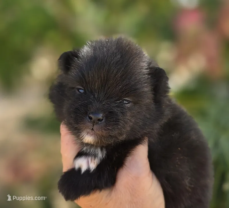 Mona Lisa  – Pomeranian puppy for sale in Anderson, CA