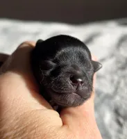 Gucci , a male Pomeranian for sale in Redding, CA – Photo 10 of 10