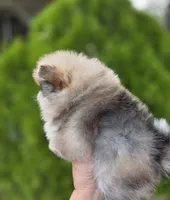 DaVinci , a male Pomeranian for sale in Anderson, CA – 5 of 10