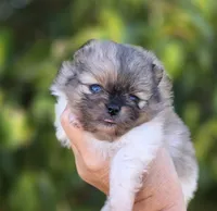 Bentley Blue eyes, a male Pomeranian for sale in Redding, CA – 6 of 10