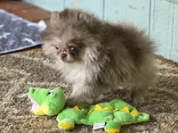 Cadbury , a male Pomeranian for sale in Redding, CA – 6 of 9