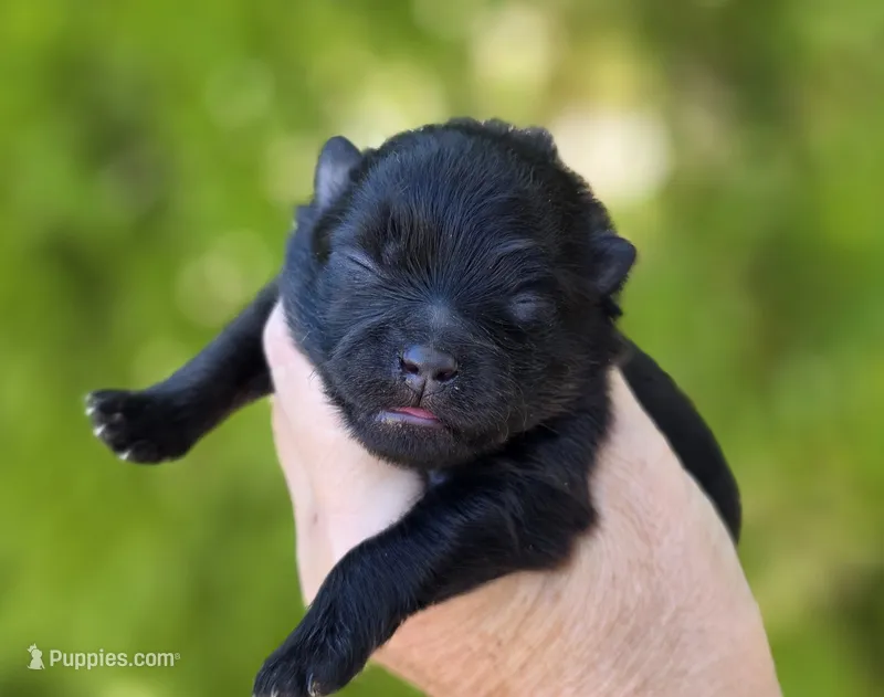 Granita AKC  – Pomeranian puppy for sale in Redding, CA