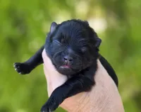 Granita AKC , a female Pomeranian for sale in Redding, CA – 1 of 9