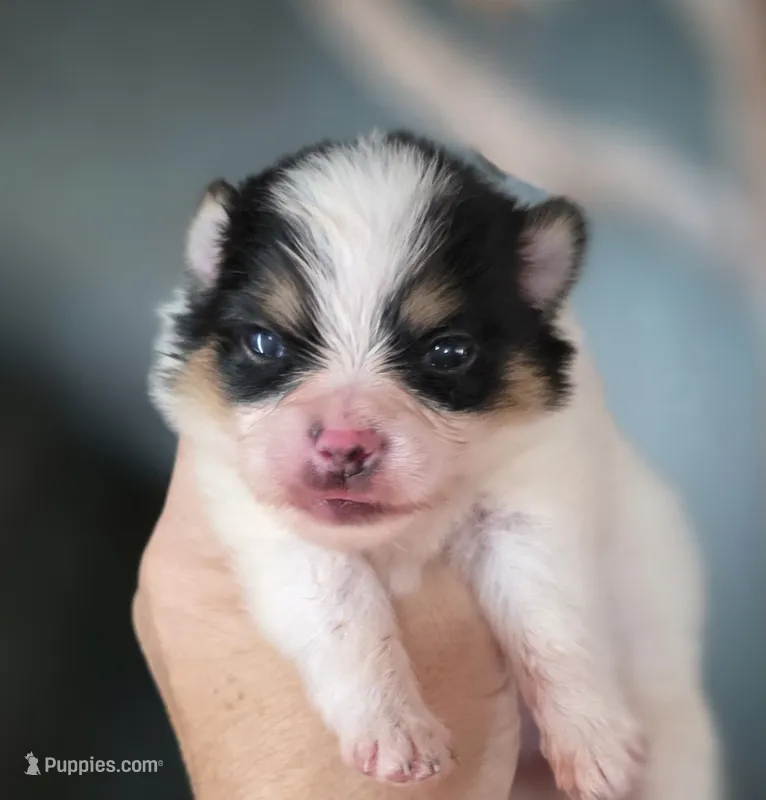 Cannolo AKC  – Pomeranian puppy for sale in Redding, CA