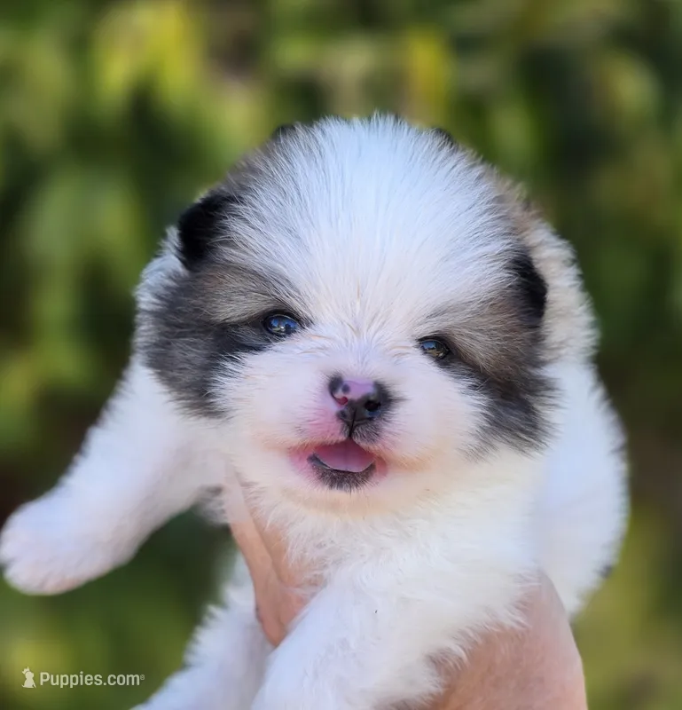 Gabriel – Pomeranian puppy for sale in Redding, CA