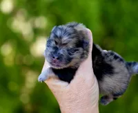 Afogoto AKC , a male Pomeranian for sale in Redding, CA – 5 of 10