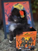 Mona Lisa AKC Full, a female Pomeranian for sale in Redding, CA – 6 of 9
