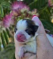 Nirvana , a female Pomeranian for sale in Redding, CA – 9 of 10