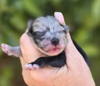Starry Starry Night , a male Pomeranian for sale in Redding, CA – 6 of 8