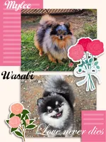 Cannolo AKC , a male Pomeranian for sale in Redding, CA – 9 of 9