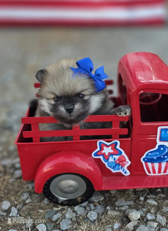Liberty  – Pomeranian puppy for sale in Redding, CA