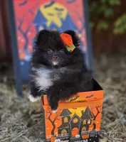 Mona Lisa AKC Full, a female Pomeranian for sale in Redding, CA – 2 of 9