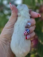 Elysium , a female Pomeranian for sale in Redding, CA – 5 of 8
