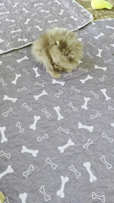 Cadbury , a male Pomeranian for sale in Redding, CA – 9 of 9