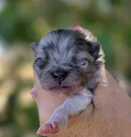 Malibu , a male Pomeranian for sale in Redding, CA – 5 of 10