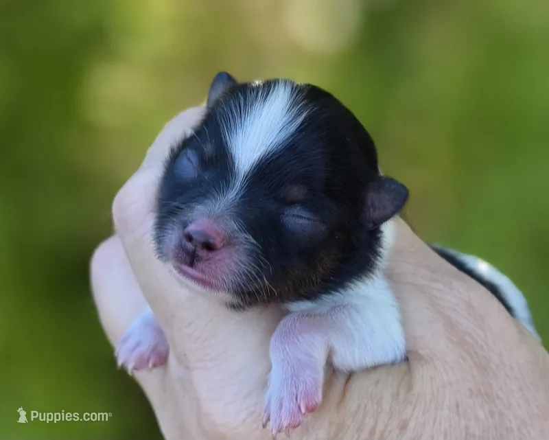 Poet – Pomeranian puppy for sale in Redding, CA
