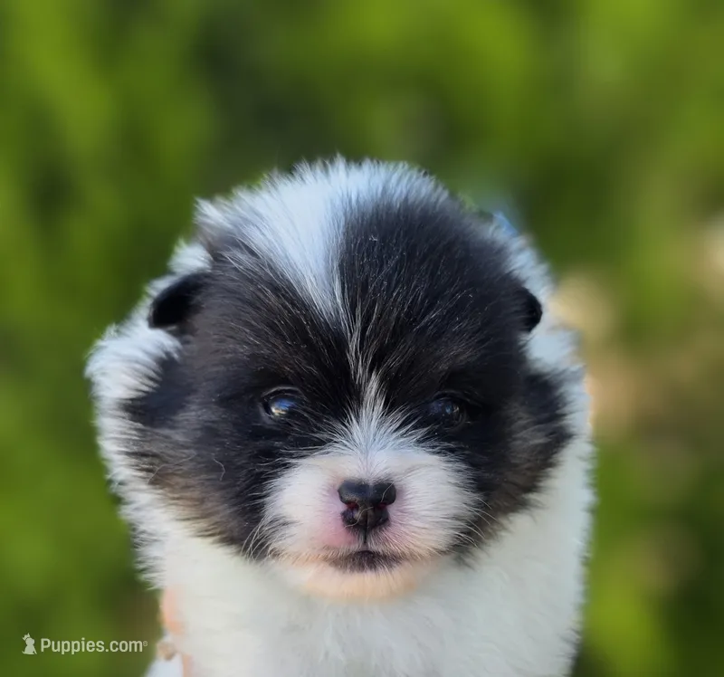Zion  – Pomeranian puppy for sale in Redding, CA
