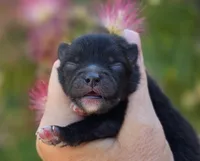 Mona Lisa , a female Pomeranian for sale in Redding, CA – 7 of 9