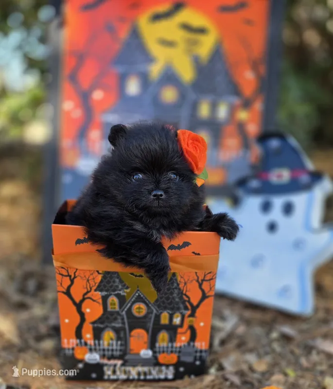 Granita AKC  – Pomeranian puppy for sale in Redding, CA