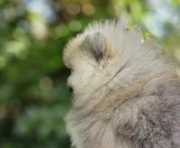 Danny boy , a male Pomeranian for sale in Redding, CA – 4 of 6