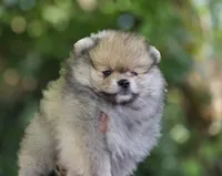 Irish Rover , a male Pomeranian for sale in Redding, CA – 3 of 6
