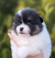 Zion , a male Pomeranian for sale in Anderson, CA – 5 of 7