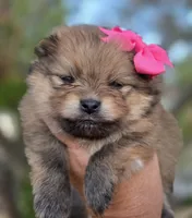 Memory , a female Pomeranian for sale in Redding, CA – 1 of 8
