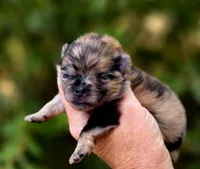 Affogato AKC , a male Pomeranian for sale in Redding, CA – 4 of 10